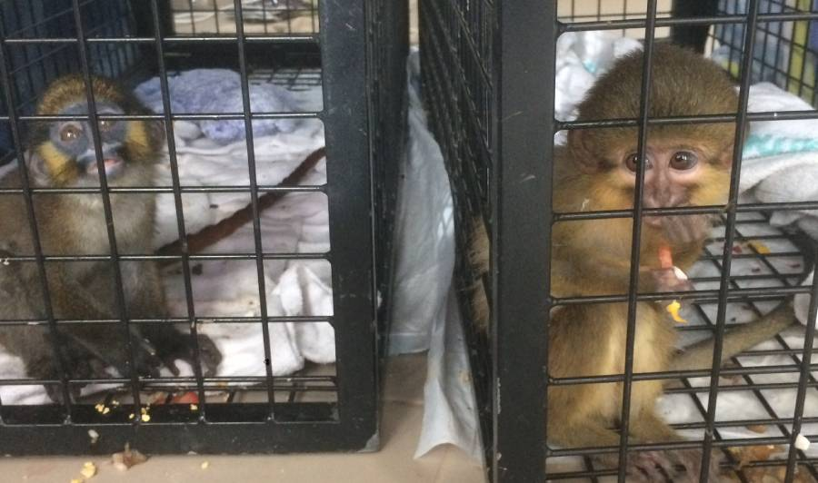 Tener animales exóticos es delito en el Edomex: Multas y cárcel por tráfico de fauna silvestre.